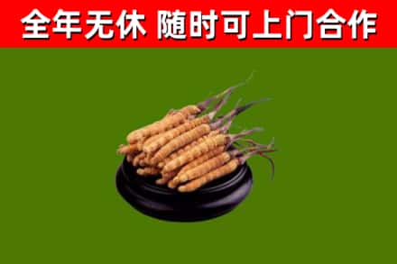 苍南烟酒回收冬虫夏草.jpg