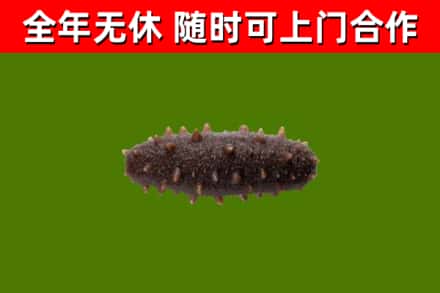 苍南烟酒回收干海参.jpg